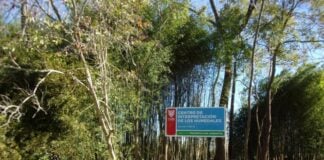 Preservación ambiental: Tigre pone en marcha la construcción del primer Centro de Interpretación de Humedales