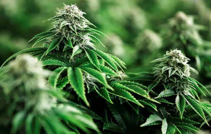 Planta de cannabis para uso medicinal