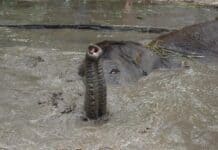 Piden que sean investigadas las causas de la muerte de la elefanta Sharima