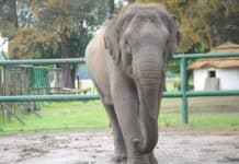 Seguirán investigando el maltrato animal en el Zoo de Luján