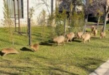 Nordelta: Denuncian que está cazando a los carpinchos para llevarlos a otro lugar