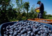Trabajadores rurales: "La mesa de enlace ofrece salarios de miseria" gremiales-uatre-arandanos