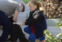 Tras aparición de un murciélago con rabia en Campana, continúa el operativo de vacunación