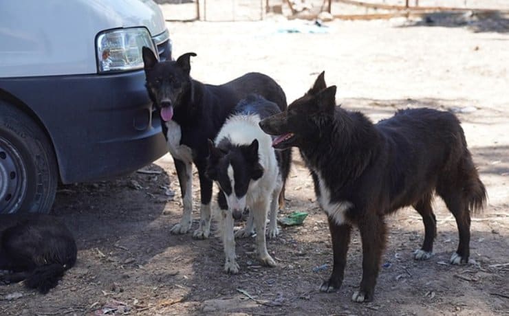 escobar-perros-rescatados-adopcion