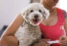 Jornada de castración y vacunación en el Centro de Zoonosis