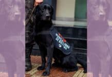 Triste despedida a un perro de la Brigada K-9 de la Policía Municipal de Escobar