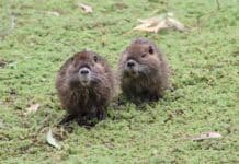 La Reserva Natural de Maschwitz suma biodiversidad con la llegada de coipos y comadrejas escobar-reserva-natural-maschwitz-coipos