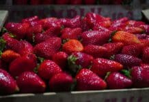 Llega a Escobar la Fiesta de la Frutilla