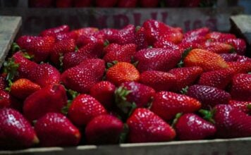 Llega a Escobar la Fiesta de la Frutilla InfoBAN