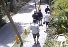 Las cámaras municipales captaron a los ladrones que ingresaron a la casa de Valeria Mazza