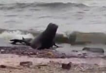 Un lobo marino apareció en el Paseo de la Costa de Vicente López