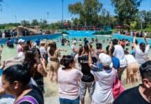 Mariel Fernández inauguró un microestadio y una pileta con olas en el polideportivo “Diego Armando Maradona” de Cuartel V