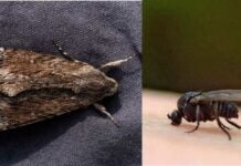 Polilla negra y mosca negra: lo que hay que saber para prevenir molestias
