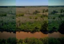 Trasladaron a 6 carpinchos de Nordelta a una reserva privada en San Fernando