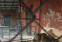 De Luján a Europa: trasladan a dos osos pardos y una tigresa de bengala InfoBAN