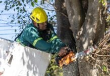 San Isidro avanza con su primer censo del arbolado público: más de 100 mil ejemplares y el 90% del territorio