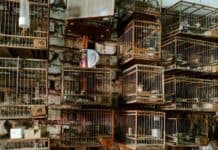 Rescataron a más de un centenar de aves silvestres en cautiverio en una vivienda de Moreno