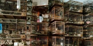 Rescataron a más de un centenar de aves silvestres en cautiverio en una vivienda de Moreno InfoBAN